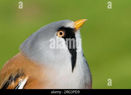 Primo piano maschile di Bearded Reedling (Panurus biarmicus), ritratto Foto Stock