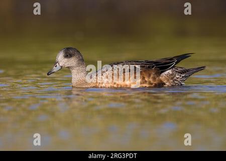 American Wigeon; Anas americana; Mareca americana Foto Stock