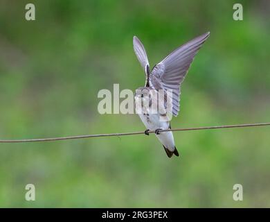 martin (Progne tapera) arroccato e le ali si spalancavano nel Pantanal Foto Stock