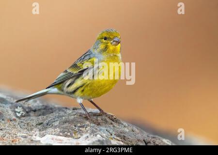 Canarino Atlantico maschio (Serinus canaria) su Madera nell'oceano Atlantico. Appollaiato su una roccia Foto Stock