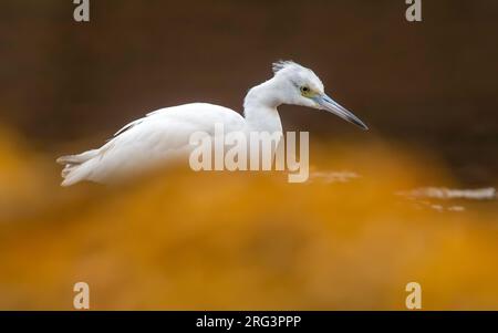 Immaturo Little Blue Heron (Egretta caerulea) a Letterfrack, Co Galway, Irlanda. Foto Stock