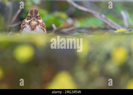 Bosgors, Rustic Bunting, Emberiza rustica Foto Stock