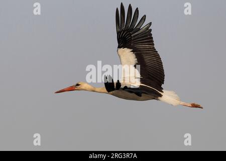 In Ooievaar de vlucht; Cicogna bianca in volo Foto Stock