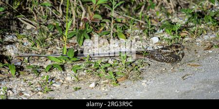 Nightjar, Macropsalis forcipata, maschio adulto arroccato a terra di notte Foto Stock