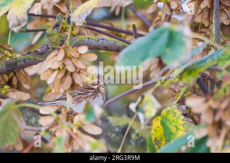 Bosgors, Rustic Bunting, Emberiza rustica Foto Stock