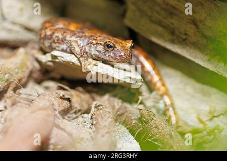 La grotta di Strinati Salamander (Speleomantes strinatii) ha preso il 14/08/2021 a Lucéram, Francia. Foto Stock