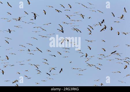 In Ooievaar de vlucht; Cicogna bianca in volo Foto Stock