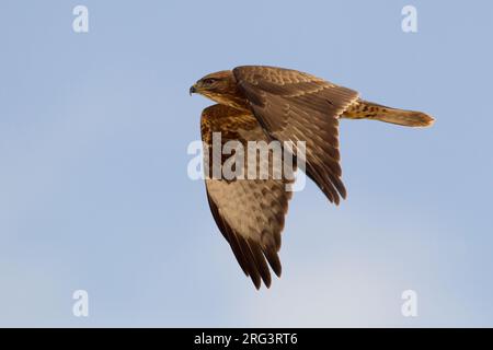 In Steppebuizerd de vlucht; steppa Poiana in volo Foto Stock