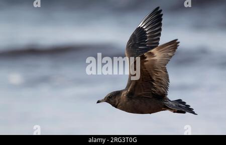 Pomarine Skua, Stercorarius pomarinus, giovanile a Halland, Svezia Foto Stock