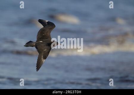 Pomarine Skua, Stercorarius pomarinus, giovanile a Halland, Svezia Foto Stock