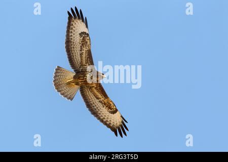 In Steppebuizerd de vlucht; steppa Poiana in volo Foto Stock