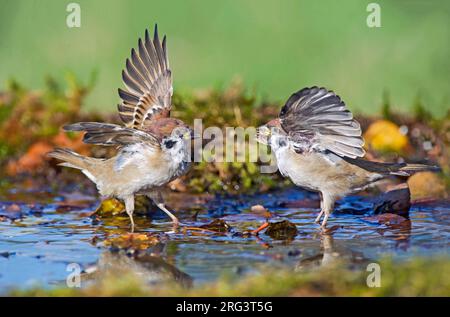 Passeri eurasiatici, Passer montanus, in Italia. Combatte durante un bagno in autunno. Foto Stock