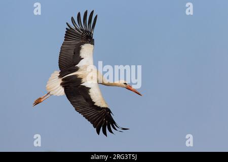 In Ooievaar de vlucht; Cicogna bianca in volo Foto Stock