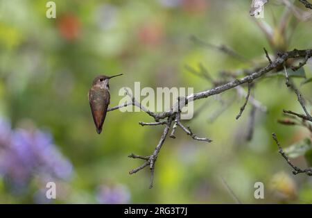 Rufous Hummingbird (Selasphorus rufus) arroccato su un ramo del Coajomulco Trail, Morelos, Messico Foto Stock