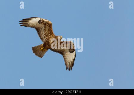 In Steppebuizerd de vlucht; steppa Poiana in volo Foto Stock