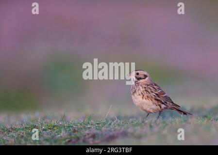 Lapponia Longspur (Calcarius lapponicus) seduto sull'erba, con uno sfondo rosa e verde a causa della luce della sera, a Ouessant, in Francia. Foto Stock