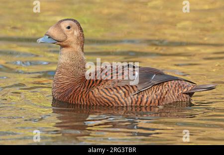 Spectacled Eider (Somateria fischeri), femmina adulta che nuota in cattività, vista di lato. Foto Stock