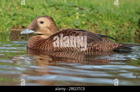 Spectacled Eider (Somateria fischeri), femmina adulta che nuota in cattività, vista di lato. Foto Stock