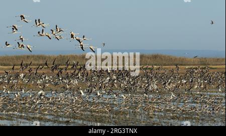 Svernando Godwits dalla coda nera in Spagna, fatti compagnia di un branco di fenicotteri europei. Overwinterende grutto's in gezelschap van Europese flamingo's.. Foto Stock