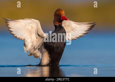 Bietola rossa (Netta rufina) maschio che allunga le ali Foto Stock