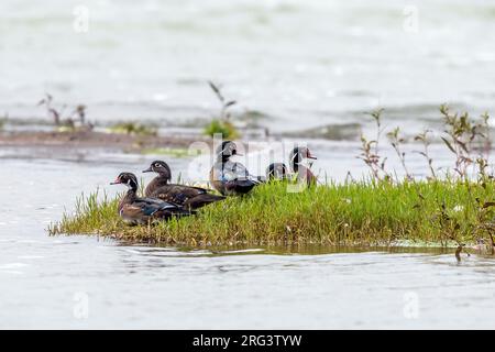 Gregge di maschio con anatra di legno femminile (Aix sponsa) alias Carolina Duck seduto sul lago Furnas, Sao Miguel, Azzorre, Portogallo. Foto Stock