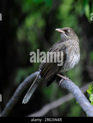 Rasher dagli occhi prematuri (Margarops fuscatus fuscatus), vista laterale dell'uccello arroccato su un ramo su sfondo verde scuro Foto Stock