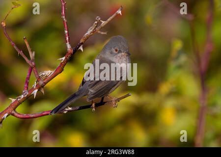 Vrouwtje Provencaalse Grasmus; femmina Dartford trillo Foto Stock