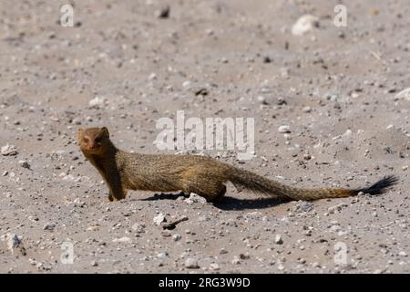 Una manica snella, Galerella sanguinea. Kalahari, Botswana Foto Stock