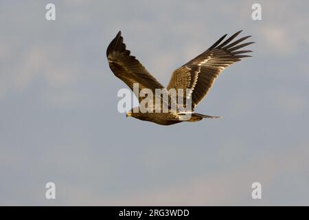 In Schreeuwarend vlucht; Lesser Spotted Eagle in volo Foto Stock