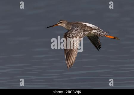 Vliegende ZWARTE RUITER; Spotted Redshank in volo Foto Stock