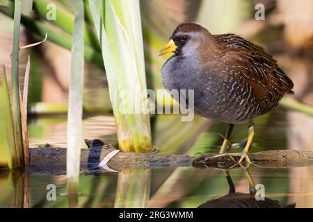 Adulti Sora (Porzana carolina) nella zona umida del Nord America. Foto Stock