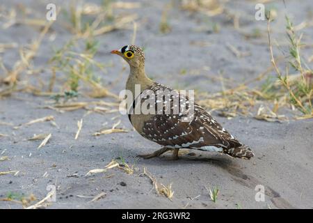 Un sandgrouse a doppia bandella, Pterocles bicintus, a terra. Savuti, Parco Nazionale di Chobe, Botswana Foto Stock