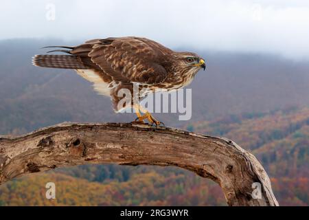 Buzzard comune (Buteo buteo), vista laterale di un giovane arroccato su un vecchio tronco con paesaggio autunnale sullo sfondo, Campania, Italia Foto Stock