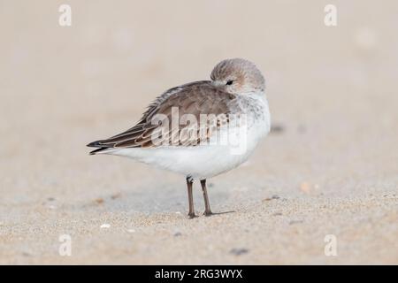 Dunlin (Calidris alpina), vista laterale di un individuo che riposa sulla sabbia, Campania, Italia Foto Stock