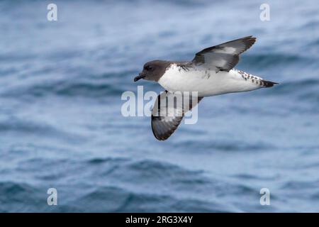 Capo Petrel (capenso di Daption), individuale in volo sopra il mare, Capo Occidentale, Sud Africa Foto Stock