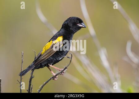 Vescovo giallo (Euplectes capensis), vista laterale di un maschio adulto in piumaggio riproduttivo arroccato su un ramo, Capo Occidentale, Sudafrica Foto Stock