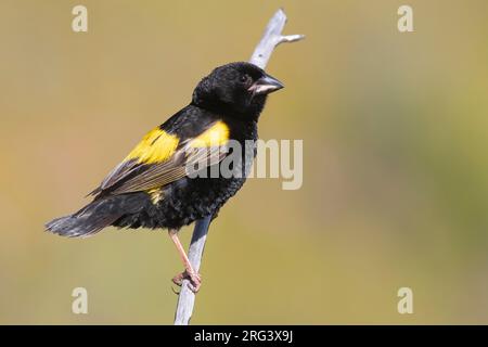 Vescovo giallo (Euplectes capensis), vista laterale di un maschio adulto in piumaggio riproduttivo arroccato su un ramo, Capo Occidentale, Sudafrica Foto Stock