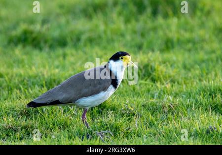 Mascherato Lapwing (Vanellus Miles novaehollandiae) nel Parco Regionale di Taharanui; Penisola di Taharanui, Nuova Zelanda. Foto Stock