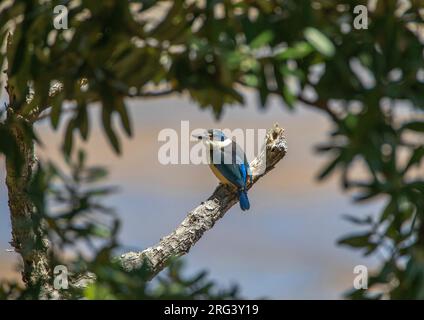 Martin pescatore sacro (Todiramphus sanctus) arroccato su un ramoscello in Nuova Zelanda. Foto Stock