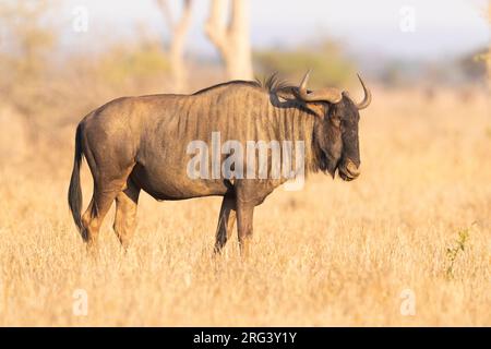 Blue Wildebeest, (Connochaetes taurinus), maschio adulto in piedi nella savana, Mpumalanga, Sudafrica Foto Stock
