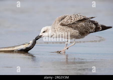 Gabbiano a zampe gialle (Larus michahellis), giovane che mangia un anguilla morta, Campania, Italia Foto Stock