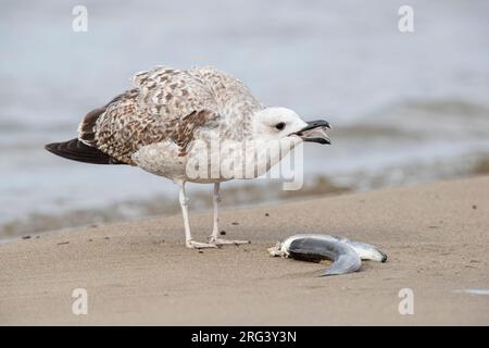 Gabbiano a zampe gialle (Larus michahellis), giovane che mangia un anguilla morta, Campania, Italia Foto Stock