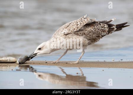 Gabbiano a zampe gialle (Larus michahellis), giovane che mangia un anguilla morta, Campania, Italia Foto Stock