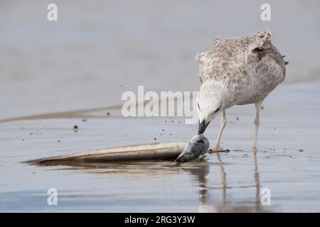 Gabbiano a zampe gialle (Larus michahellis), giovane che mangia un anguilla morta, Campania, Italia Foto Stock