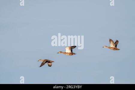 Pacific Black Ducks (Anas superciliosa) tipo ibrido in Nuova Zelanda. Noto anche come anatra grigia. Tre possibili ibridi in volo. Foto Stock