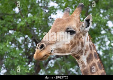 Giraffe (Giraffa camelopararlis giraffa), primo piano della testa di un adulto, Mpumalanga, Sudafrica Foto Stock