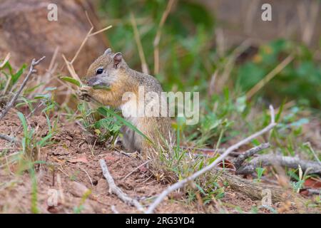 Scoiattolo di Bush di Smith (Paraxerus cepapi), vista laterale di un adulto che alimenta su una pianta, Mpumalanga, Sudafrica Foto Stock