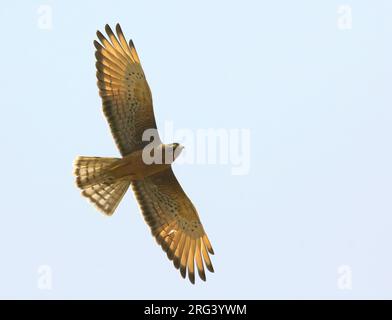 Grasshopper Buzzard (Butastur rufipennis) in volo contro il cielo blu in Gambia Foto Stock