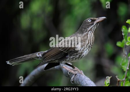 Rasher dagli occhi prematuri (Margarops fuscatus fuscatus), vista laterale dell'uccello arroccato su un ramo su sfondo verde scuro Foto Stock