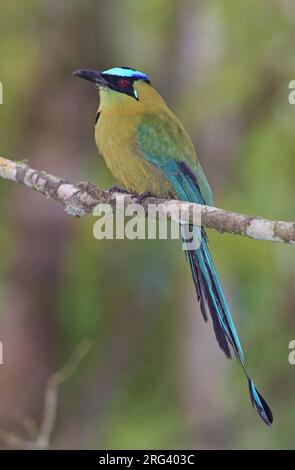 Motmot andino (Momotus aequatorialis aequatorialis) presso Parque Regional Natural Ucumari, Colombia. Foto Stock